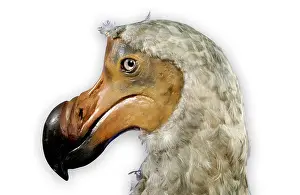 Stuffed: Raphus cucullatus, dodo