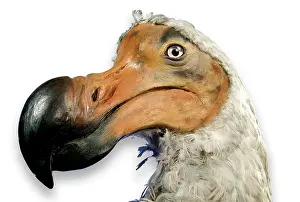 Stuffed: Raphus cucullatus, dodo