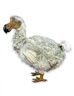 Stuffed: Raphus cucullatus, dodo