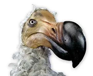 Stuffed: Raphus cucullatus, dodo