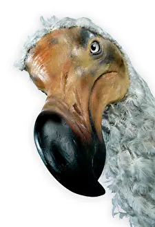 Stuffed: Raphus cucullatus, dodo