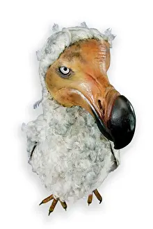 Stuffed: Raphus cucullatus, dodo