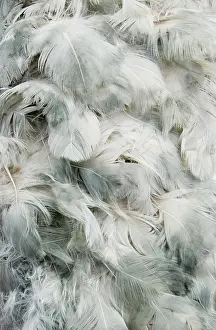 Stuffed: Raphus cucullatus, dodo