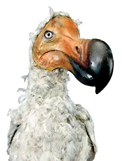 Stuffed: Raphus cucullatus, dodo