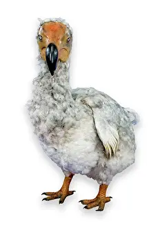 Stuffed: Raphus cucullatus, dodo