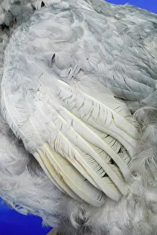 Stuffed: Raphus cucullatus, dodo