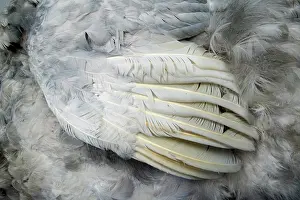 Stuffed: Raphus cucullatus, dodo
