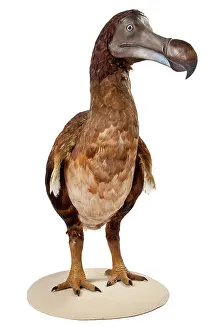 Dodo: Raphus cucullatus, Dodo