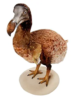 Extinction: Raphus cucullatus, Dodo