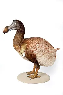 Extinction: Raphus cucullatus, Dodo