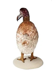Extinction: Raphus cucullatus, Dodo