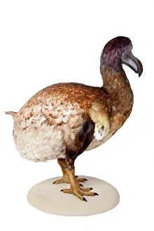 Extinction: Raphus cucullatus, Dodo