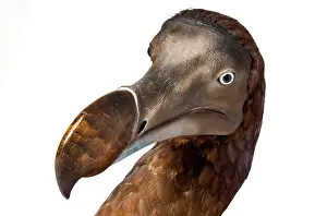 Extinction: Raphus cucullatus, Dodo