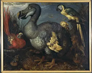 Dodo: Raphus cucullatus, dodo, Ara macao, scarlet macaw
