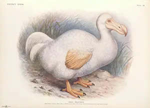 Dodo: Raphus solitarius, Reunion white dodo