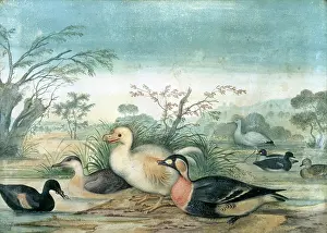 Dodo: Raphus solitarius, Reunion white dodo