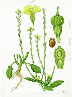 Mustard: Rapistrum rugosum - turnipweed