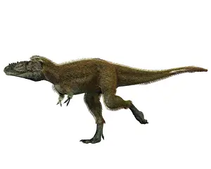 Tyrannosauridae: Raptorex dinosaur, side view on white background