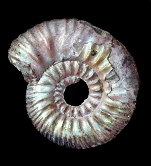Uralensis: Rasenia uralensi, ammonite