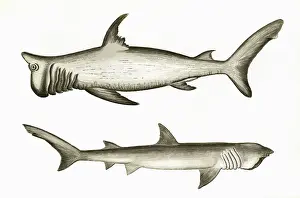 Squalus: Rashleigh Shark and Broad-Headed Gazer
