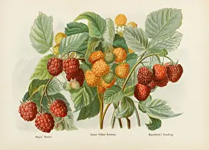 Raspberries: RASPBERRIES