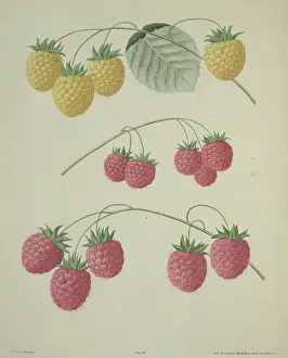 Britannica: The Raspberry