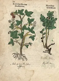 Vaccinium: Raspberry and bilberry