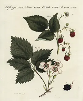 Rubus: Raspberry and blackberry