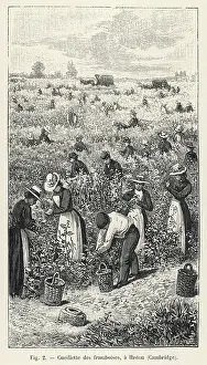Raspberries: RASPBERRY PICKING/1901
