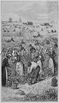 Raspberries: RASPBERRY PICKING 1901