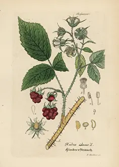 Rubus: Raspberry, Rubus idaeus