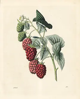 Rubus: Raspberry, Rubus idaeus