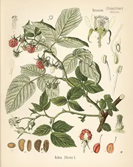 Raspberry: Raspberry, Rubus idaeus