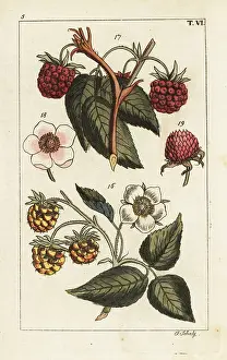 Raspberry: Raspberry varieties