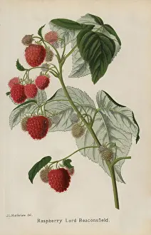 Macfarlane: Raspberry variety, Lord Beaconsfield, Rubus idaeus