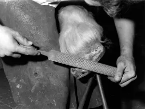 Rasping: RASPING A HOOF
