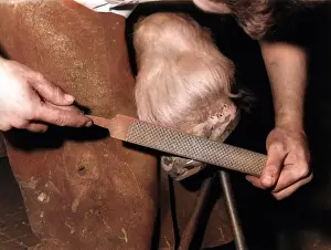 Rasping: RASPING A HOOF