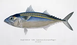 Isidore: Rastrelliger kanagurta, Indian mackerel