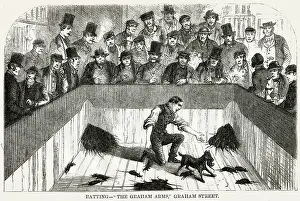 Baiting: Rat Baiting 1850s