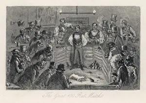 Baiting: Rat Baiting