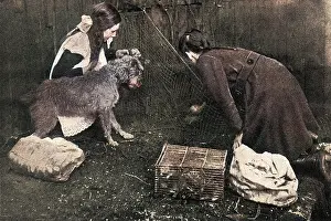 Catchers: Rat catching on the home front during WWI