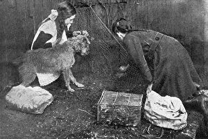 Catchers: Rat catching on the home front during WWI