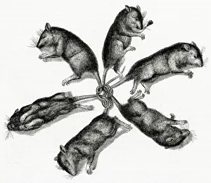 Tangled: RAT-CROWN/STRASBOURG