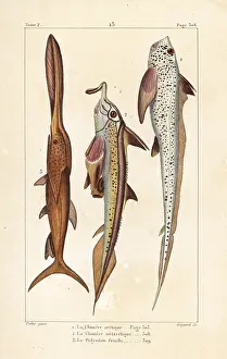 Oviparous: Rat fish, elephantfish and American paddlefish