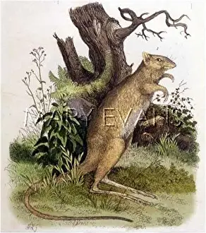 Tridactylus: RAT-KANGAROO 1839