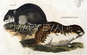 Lemming: RAT/LEMMING RAT 1814