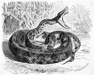 Lanceolatus: RAT-TAILED PIT VIPER