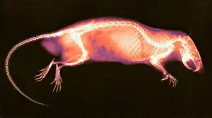 Eder: Rat, X-ray, 1896