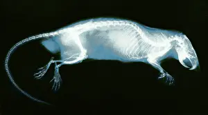 Photogravure: Rat, X-ray, 1896
