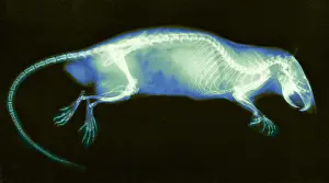 Photogravure: Rat, X-ray, 1896